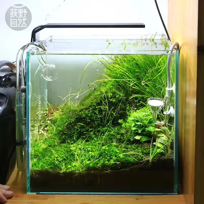 Aquarium Plant Growth - Spirürler C Serisi ADA Tarzı Bitki