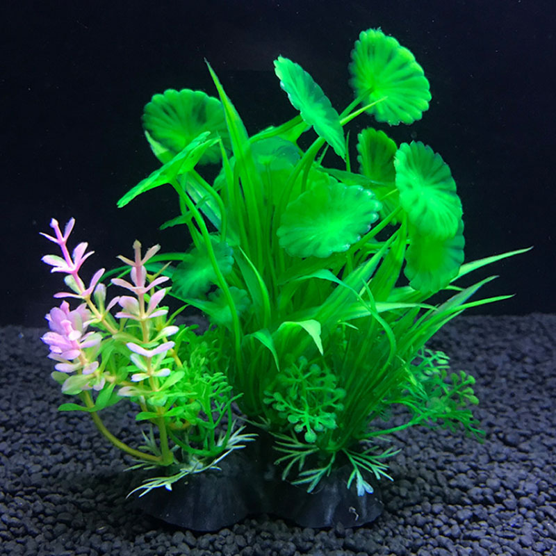 Akvaryum dekorasyonu çeşitli s - Aquarium Plant Varieties incelemesi ve fiyatı