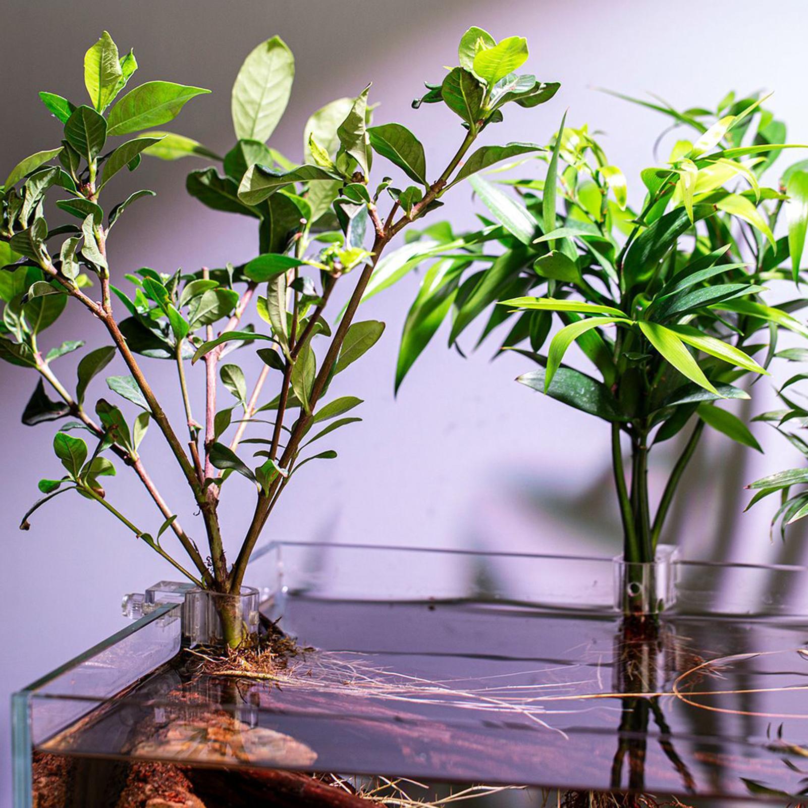 6 adet Akvaryum Bitki Tutucula - Aquarium Plant Growth incelemesi ve fiyatı