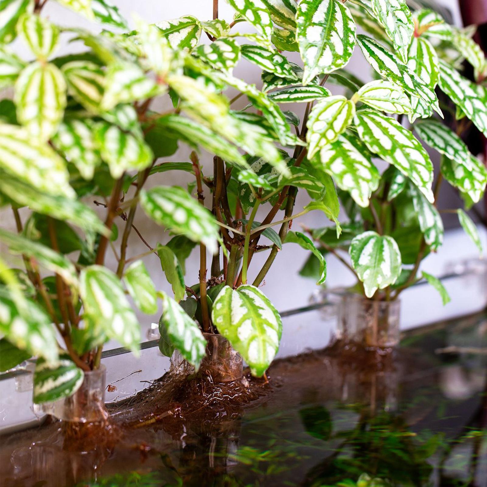 6 adet Akvaryum Bitki Tutucula - Aquarium Plant Growth incelemesi ve fiyatı